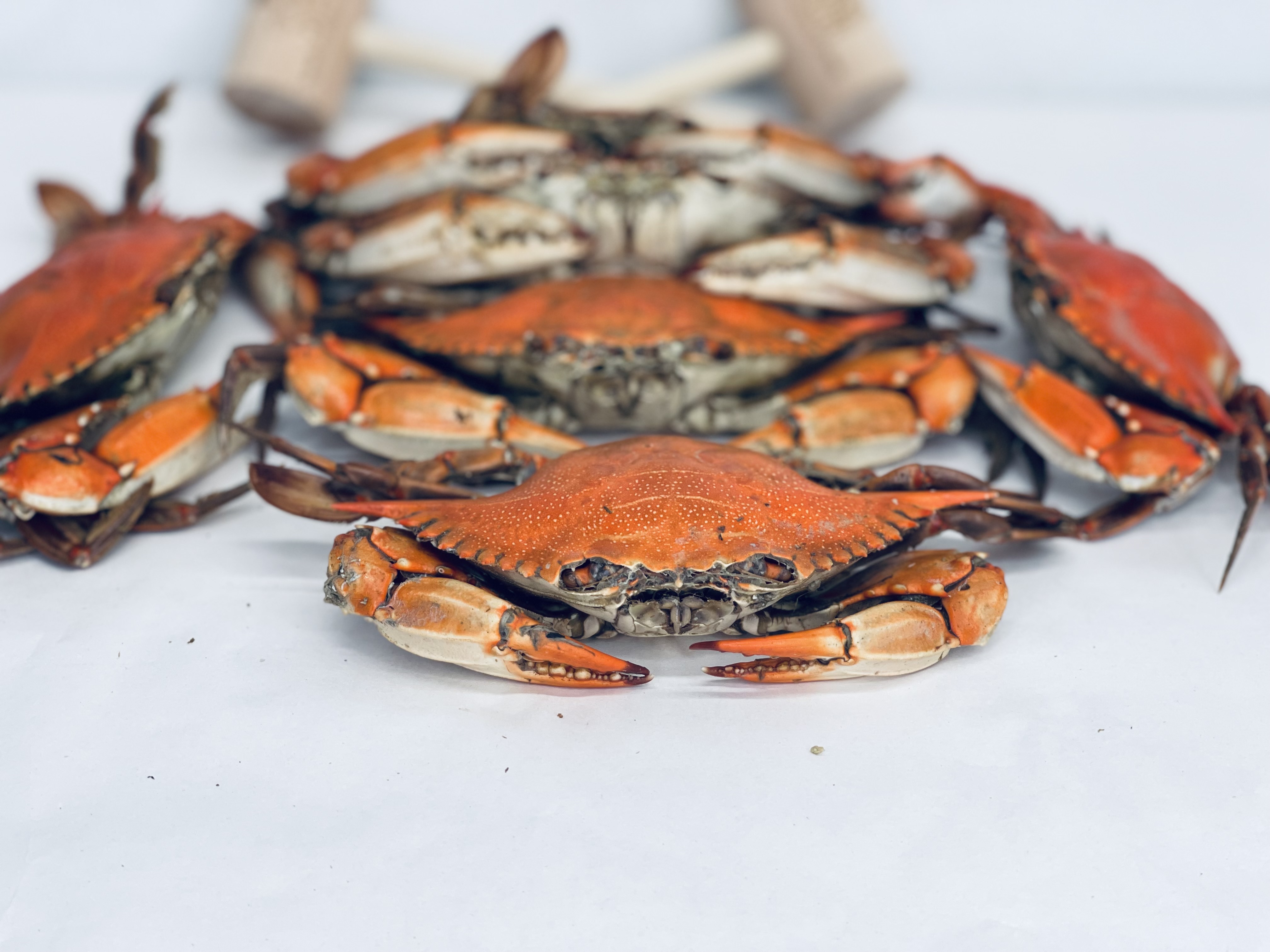 Standard Female Hard Crabs Crab Dynasty 5548